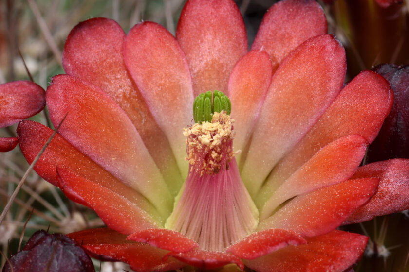 Echinocereus bakeri, USA, Arizona, Seligman - Kingman