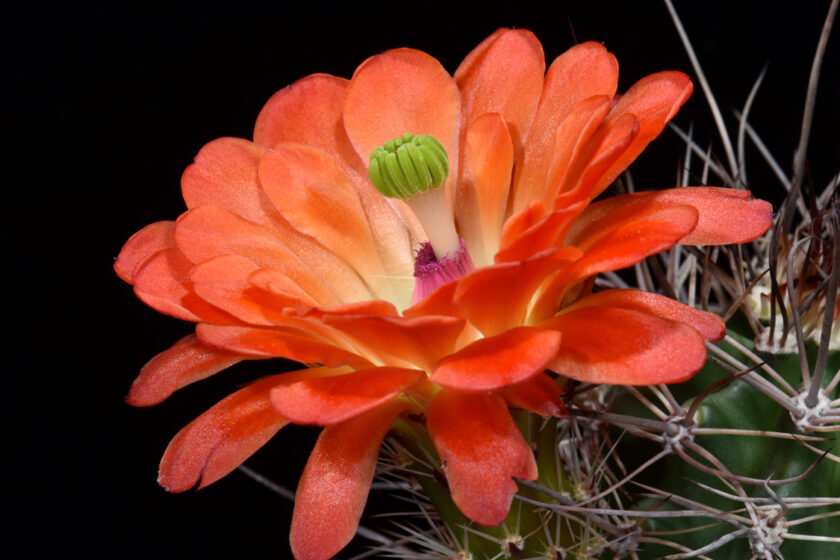 Echinocereus coccineus subsp. transpecosensis, USA, Texas, Hudspeth Co.