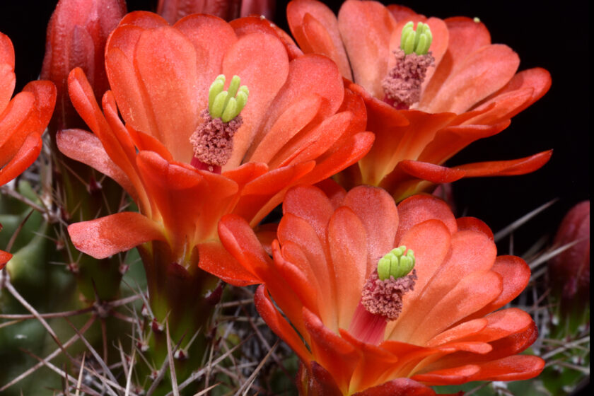 Echinocereus triglochidiatus, USA