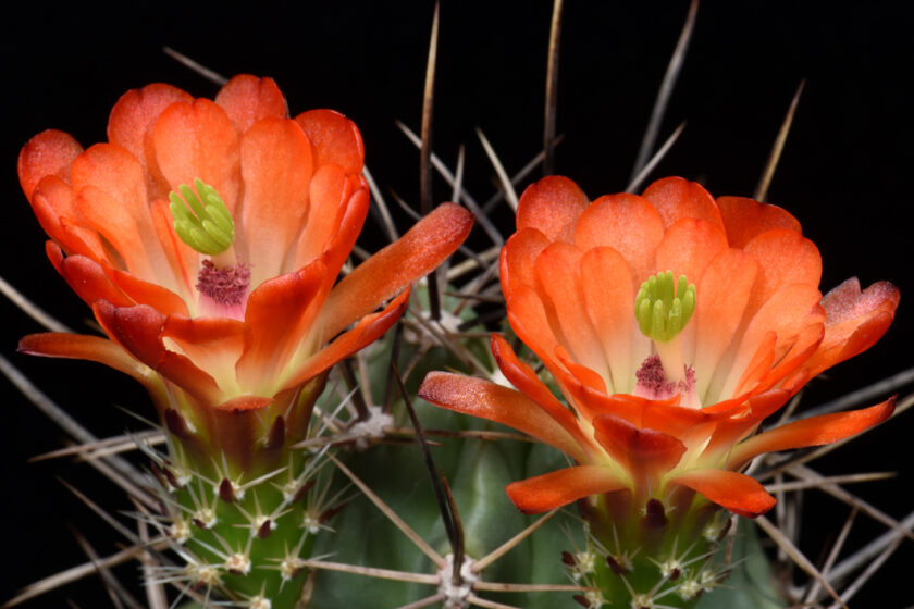 Echinocereus coccineus subsp. transpecosensis, USA, New Mexico, Sitting Bull