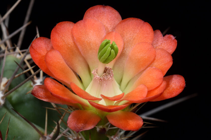 Echinocereus coccineus subsp. transpecosensis, USA, New Mexico, Sitting Bull