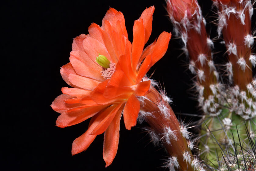 Echinocereus topiensis, Mexico, Durango, Topia