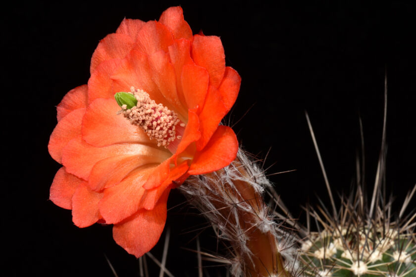 Echinocereus topiensis, Mexico, El Durazno