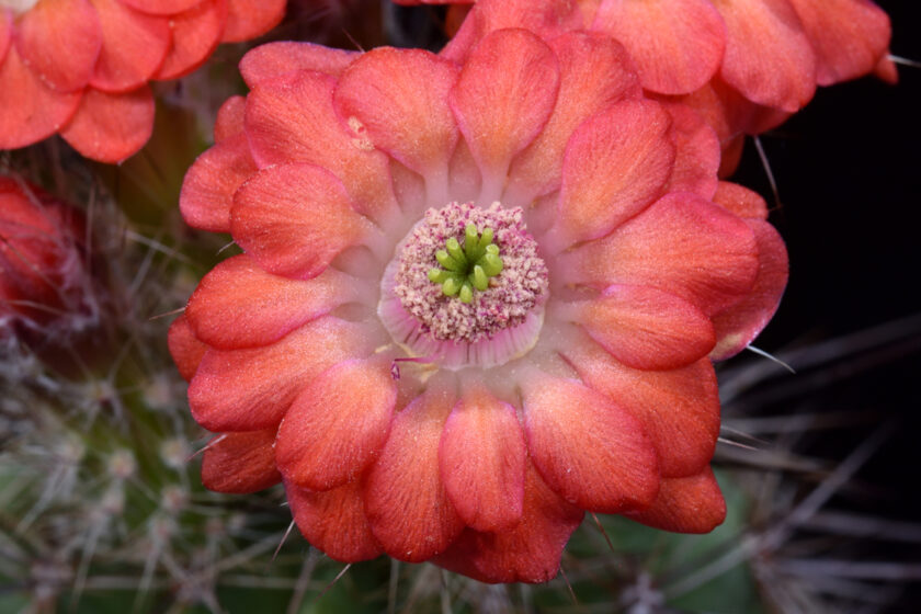 Echinocereus polyacanthus, Mexico, Durango, Las Minas Navidad
