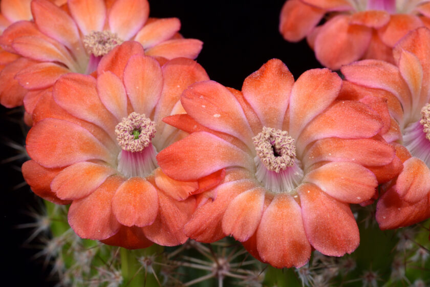 Echinocereus polyacanthus, Mexico, Durango, Jose Ma. Morelos