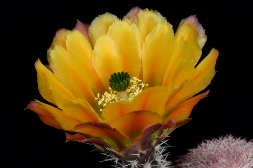Echinocereus pectinatus, Mexico, Detras