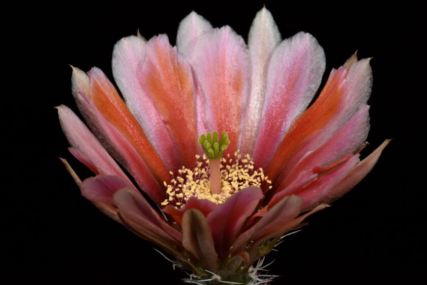 Echinocereus dasyacanthus, USA, Texas, El Paso