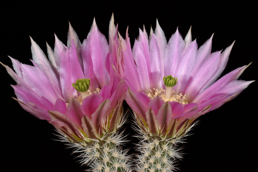 Echinocereus dasyacanthus, USA, Texas, McCorkley Ranch