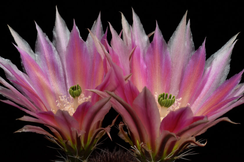 Echinocereus dasyacanthus, USA, Texas, Pecos Co., Bakersfield