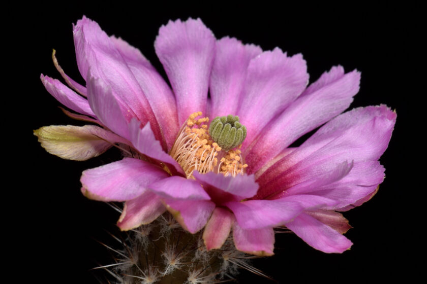 Echinocereus fitchii subsp. albertii, USA, Texas, Alice
