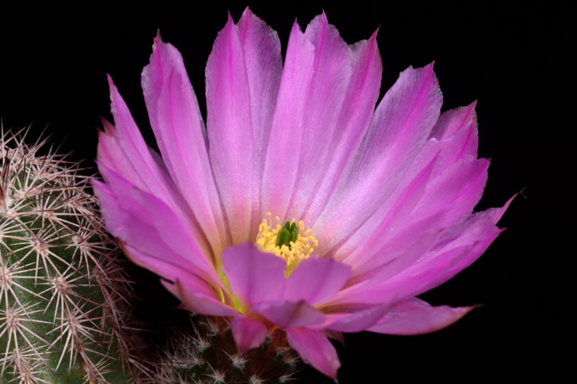 Echinocereus bristolii, Mexico, Sonora, Sahuaripa