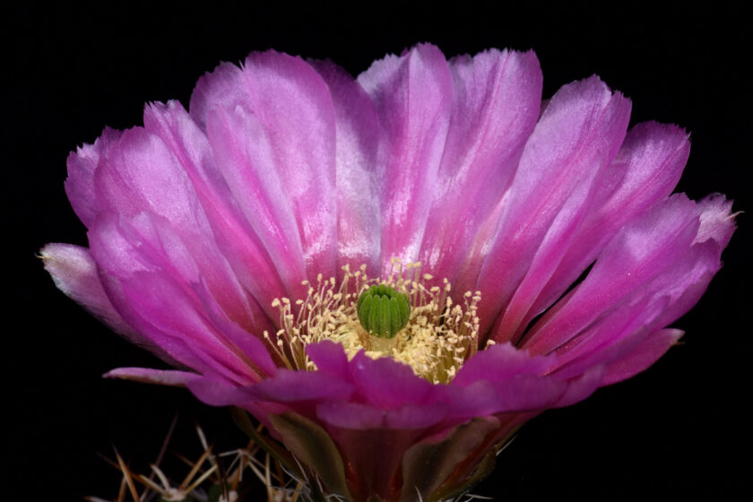Echinocereus fendleri subsp. kuenzleri, USA, New Mexico