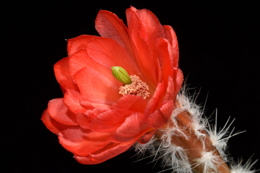 Echinocereus huitcholensis fa. plomosos, Mexico, Sinaloa, Jesus Maria