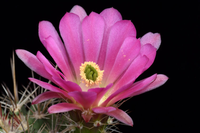 Echinocereus coccineus, USA, Hybride