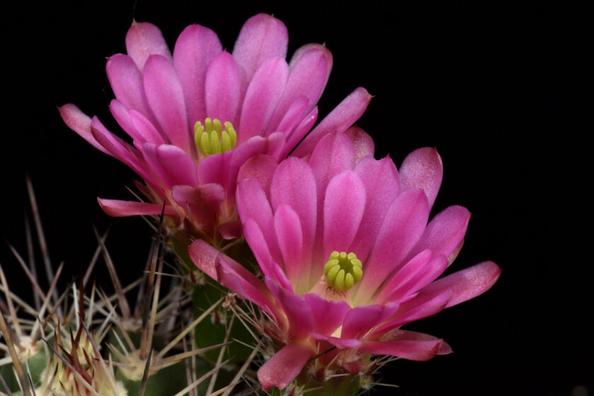 Echinocereus coccineus, USA, Hybride