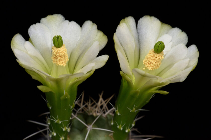 Echinocereus mojavensis, USA, Utah