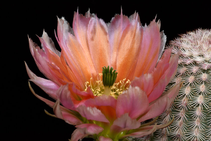 Echinocereus pectinatus, Mexico, Detras