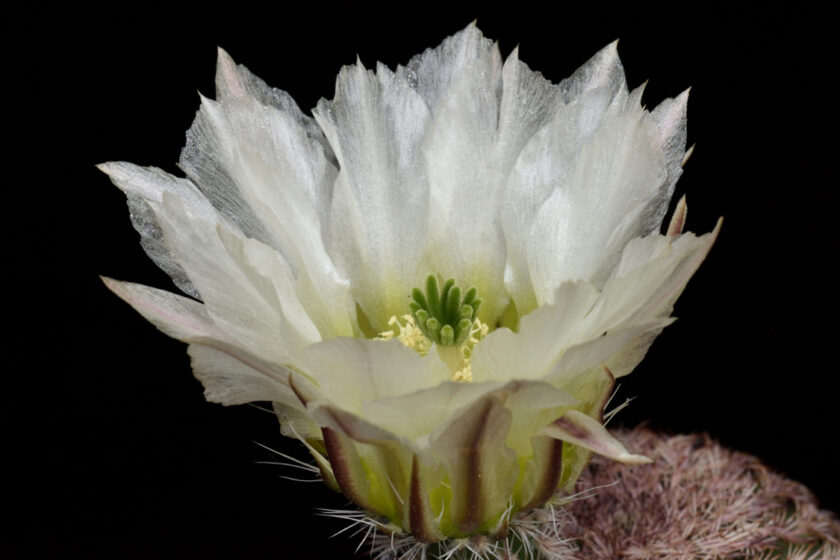 Echinocereus pectinatus, Mexico, Detras