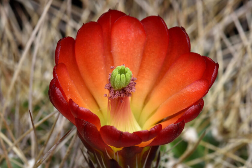 Echinocereus mojavensis, USA, Arizona, Flagstaff - Page
