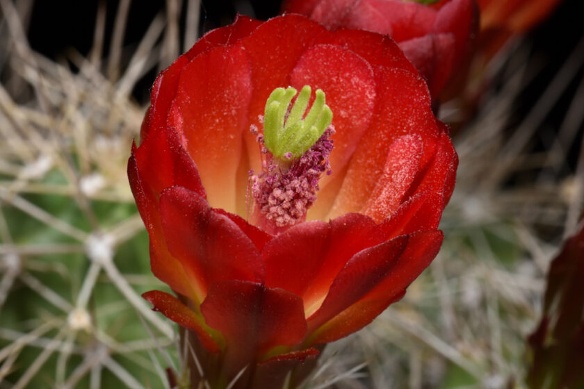 Echinocereus mojavensis, USA, Utah, Moab