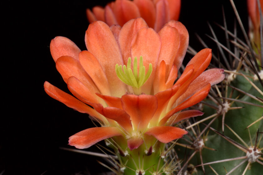 Echinocereus coccineus subsp. transpecosensis, USA, Texas, Hudspeth Co.