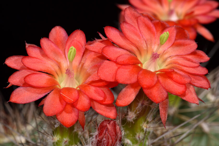 Echinocereus polyacanthus, Mexico, Chihuahua, Balleza - Guachochic