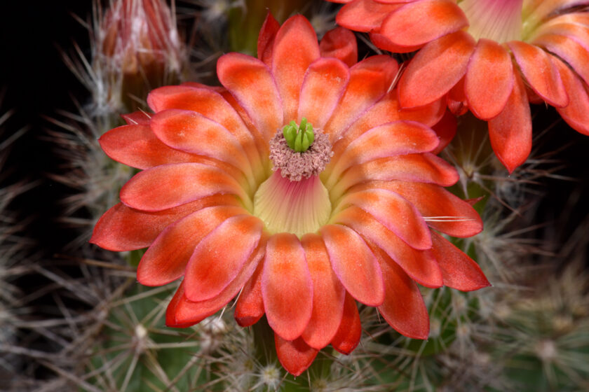 Echinocereus polyacanthus, Mexico, Chihuahua, Cienequita