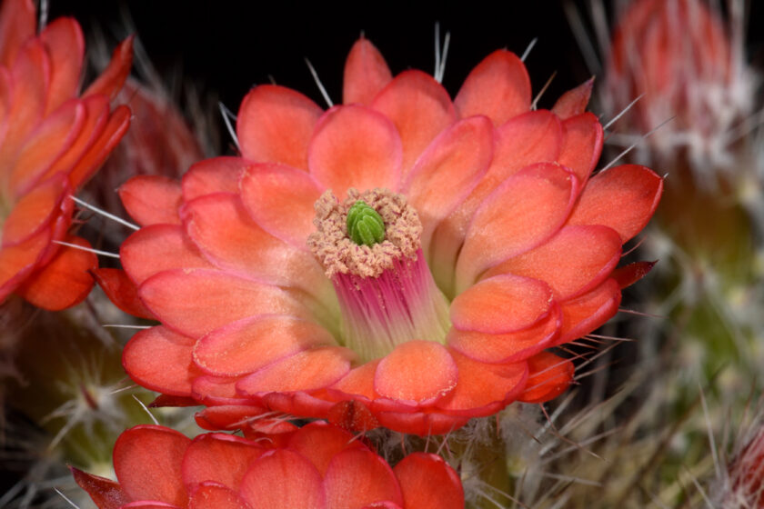 Echinocereus polyacanthus, Mexico, Chihuahua, Cienequita