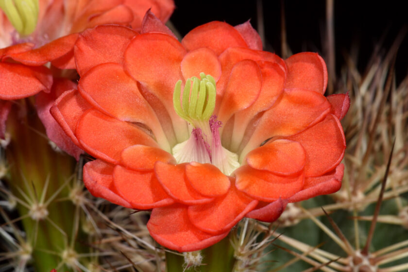 Echinocereus polyacanthus, Mexico, Chihuahua, Buenaventura