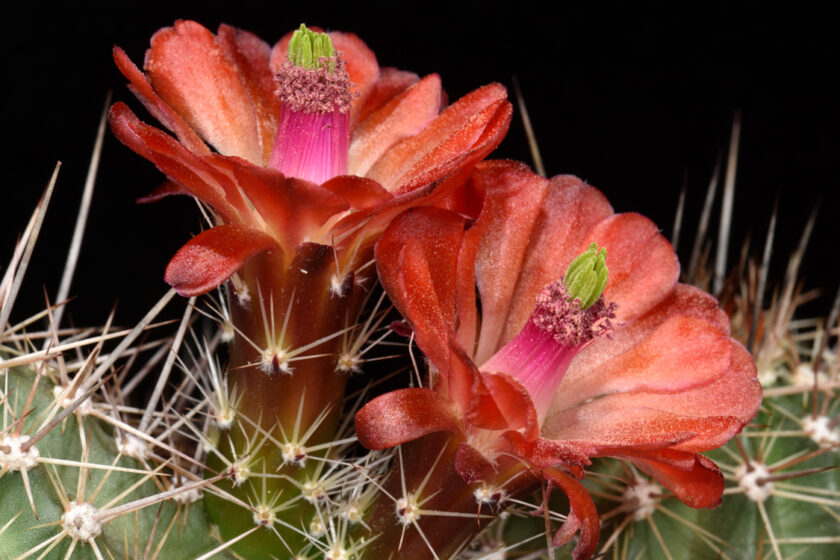 Echinocereus bakeri, USA, Arizona, Seligman - Kingman