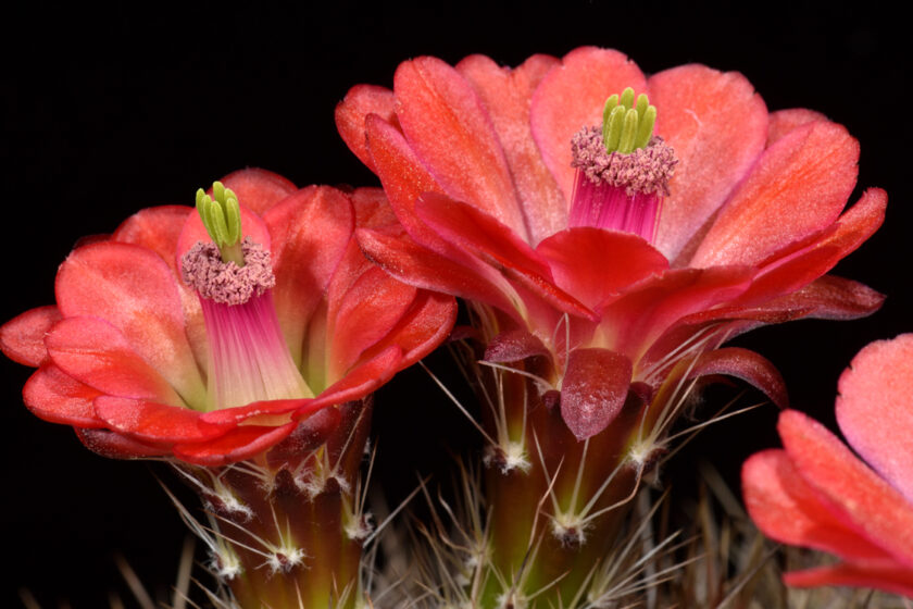 Echinocereus bakeri, USA, Arizona, Seligman - Kingman