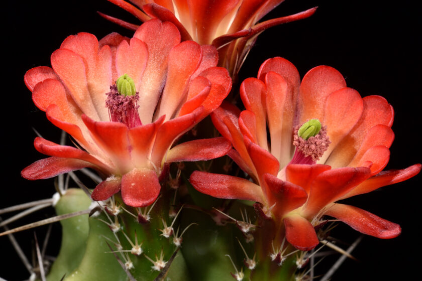 Echinocereus coccineus subsp. paucispinus, USA, Texas, Del Rio