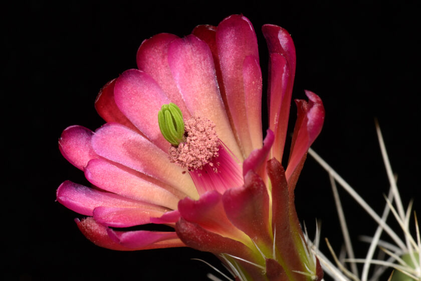 Echinocereus mojavensis, USA, Utah
