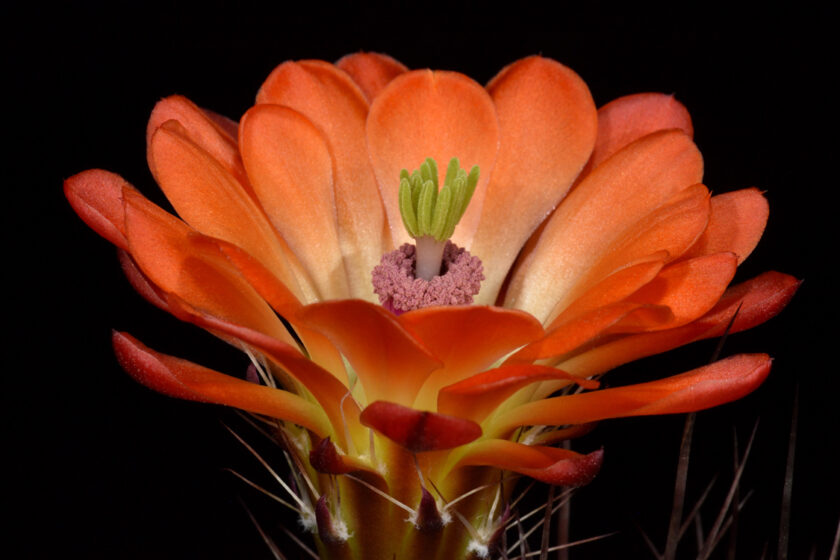 Echinocereus coccineus subsp. transpecosensis, USA, Texas, Van Hoorn