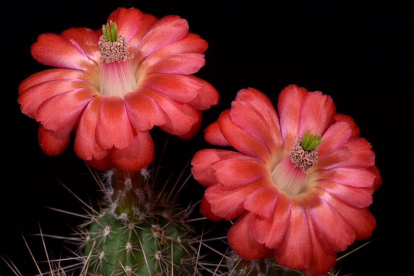 Echinocereus topiensis, Mexico, Durango, Topia