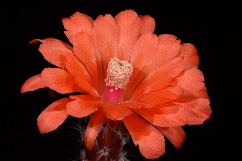 Echinocereus topiensis, Mexico, El Durazno