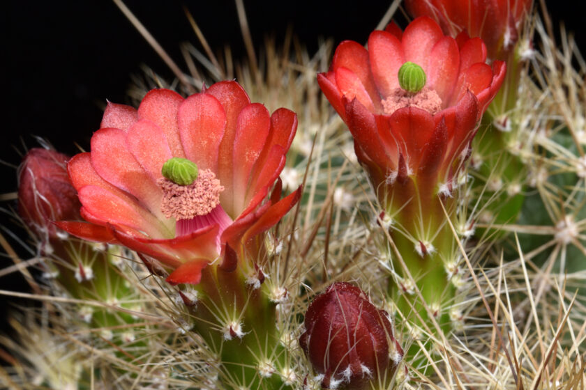 Echinocereus coccineus, USA, New Mexico