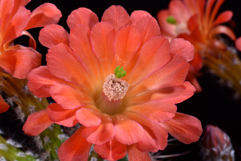 Echinocereus acifer, Mexico, Durango, Topia