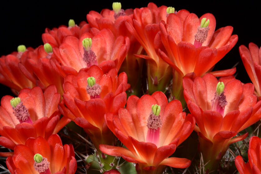 Echinocereus triglochidiatus, USA
