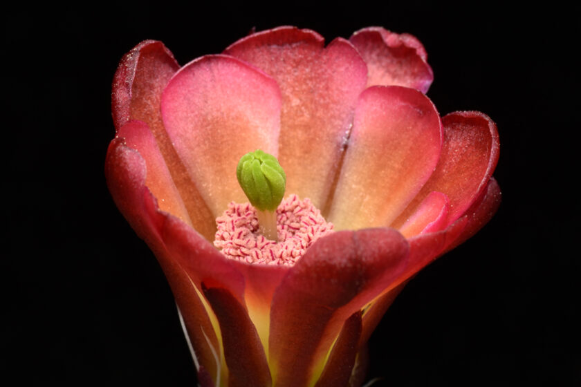 Echinocereus mojavensis, USA, Utah