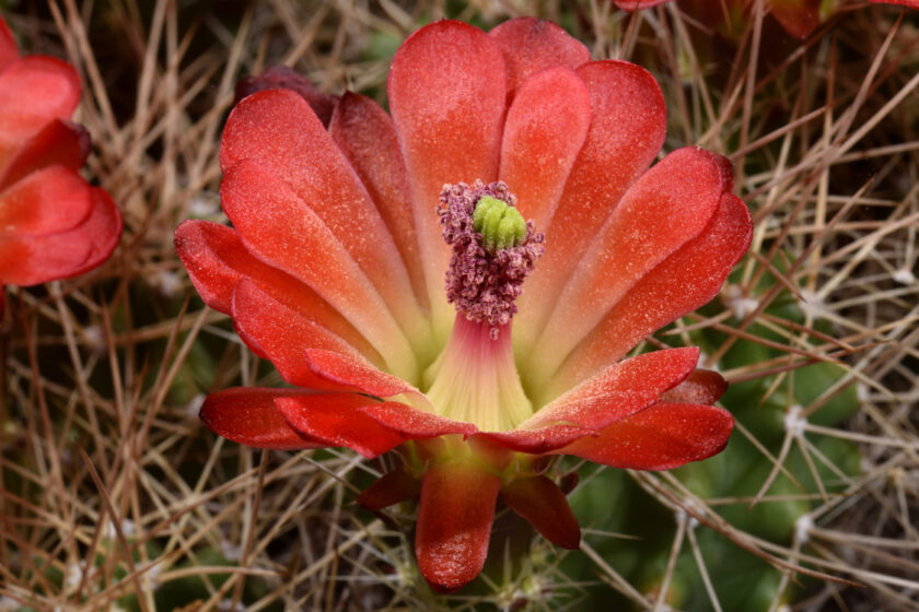 Echinocereus mojavensis, USA, Arizona, Desert View