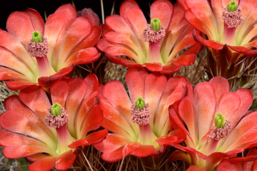 Echinocereus mojavensis, USA, Arizona, Desert View
