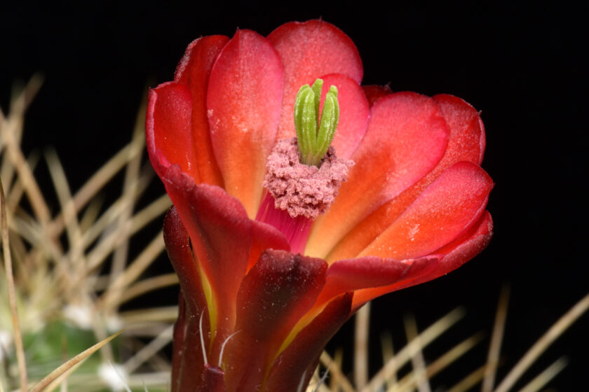 Echinocereus mojavensis, USA, Utah, Moab