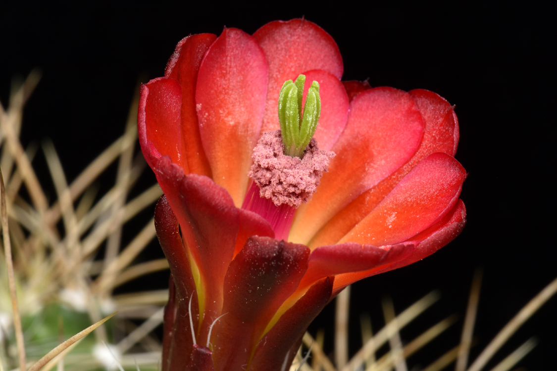 Echinocereus mojavensis, USA, Utah, Moab