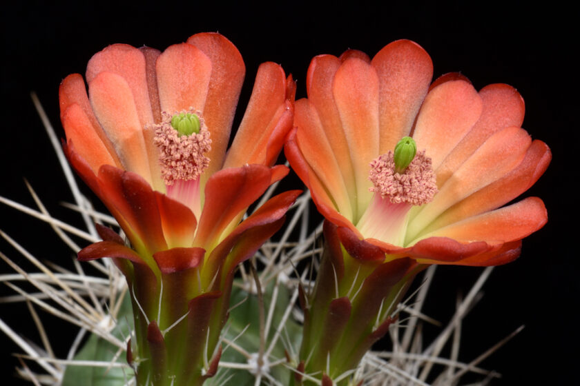 Echinocereus mojavensis, USA, Utah, Capitol Reef