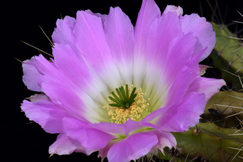 Echinocereus pentalophus, Mexico, San Luis Potosi, Arbolitos
