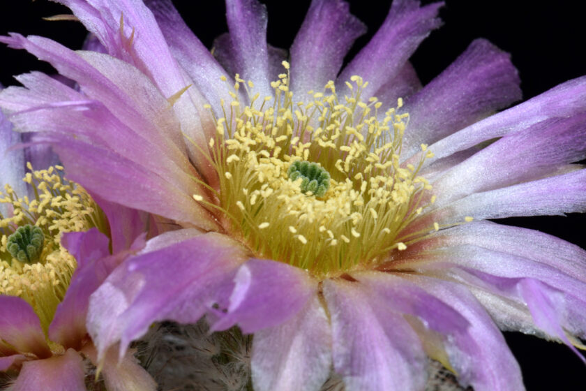 Echinocereus reichenbachii subsp. baileyi fa. albispinus, USA, Oklahoma, Murray Co.