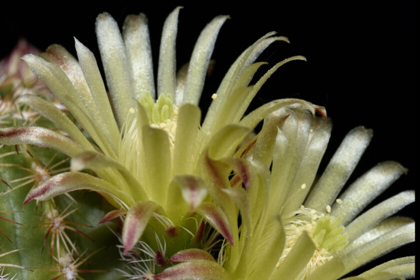 Echinocereus viridiflorus, USA, New Mexico, Bernalillo Co.