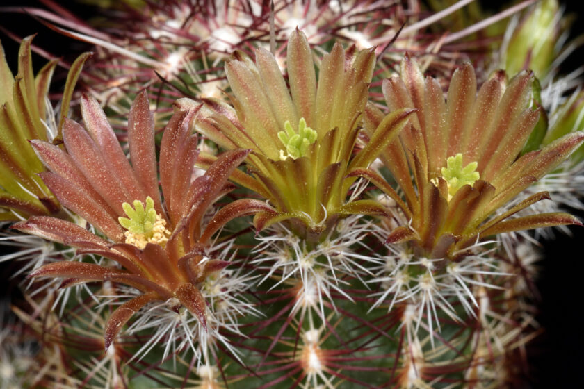 Echinocereus chloranthus, USA, New Mexico, Chaves Co.