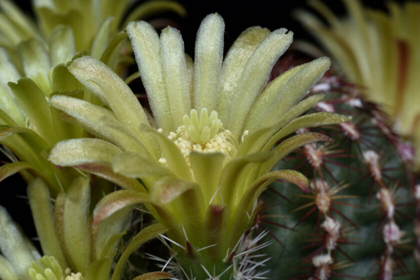 Echinocereus viridiflorus, USA, New Mexico, Santa Fe Co., SB0170